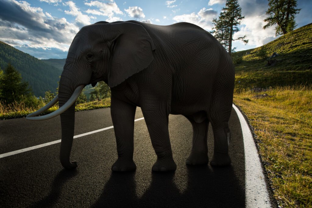 elephant on road harmonize before