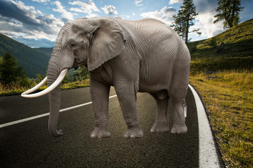 elephant on road harmonize before
